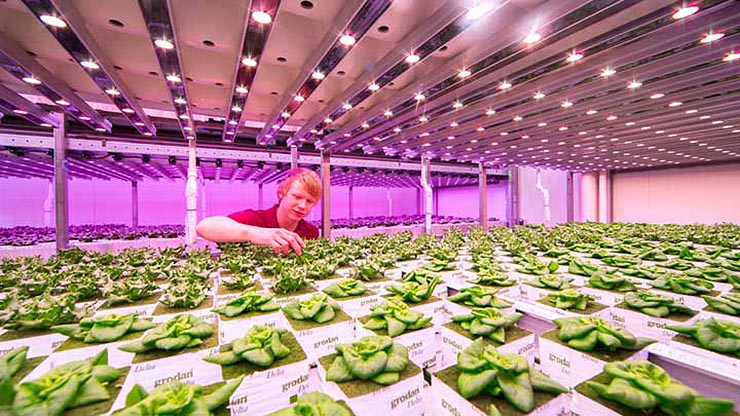 LED per ortaggi e vertical farming, le soluzioni Signify 