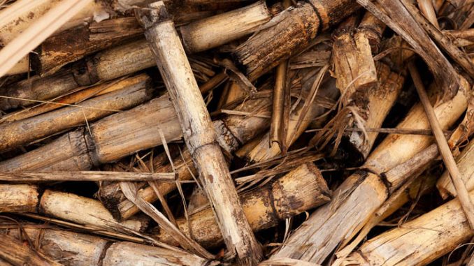 Biomasse, Comitato EBS soddisfatto dell’operato del Governo