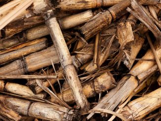ANIE Rinnovabili dice no agli incentivi solo per le biomasse