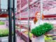 LED per ortaggi e vertical farming