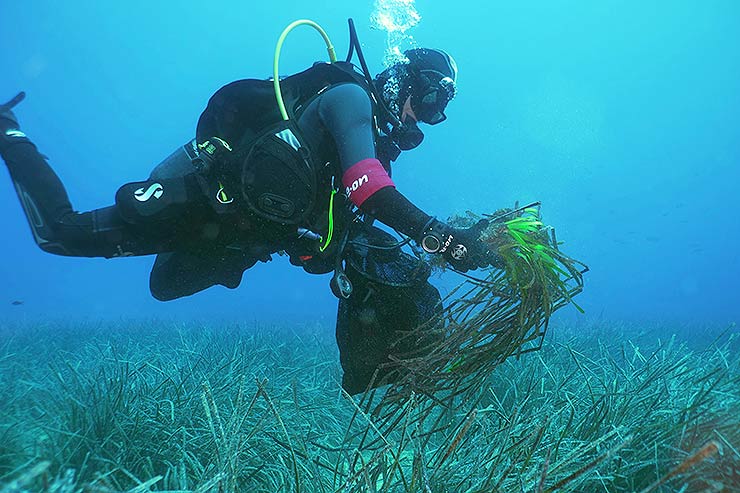 E.ON: garantire la biodiversità e tutelare il mare